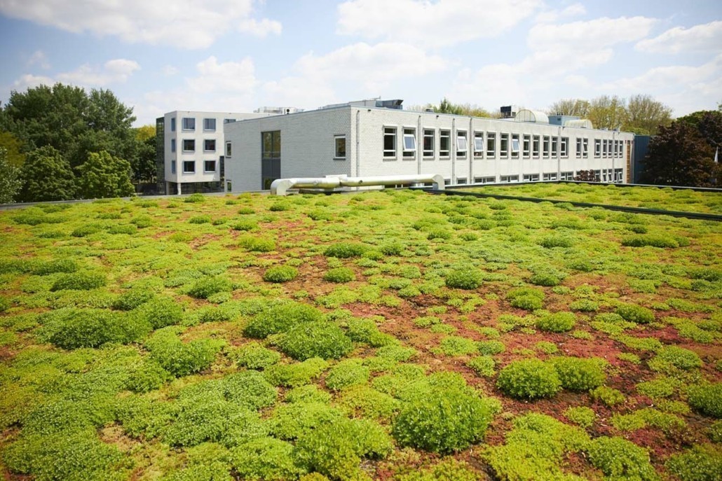 Pierson College - Groene klimaatweek 2021